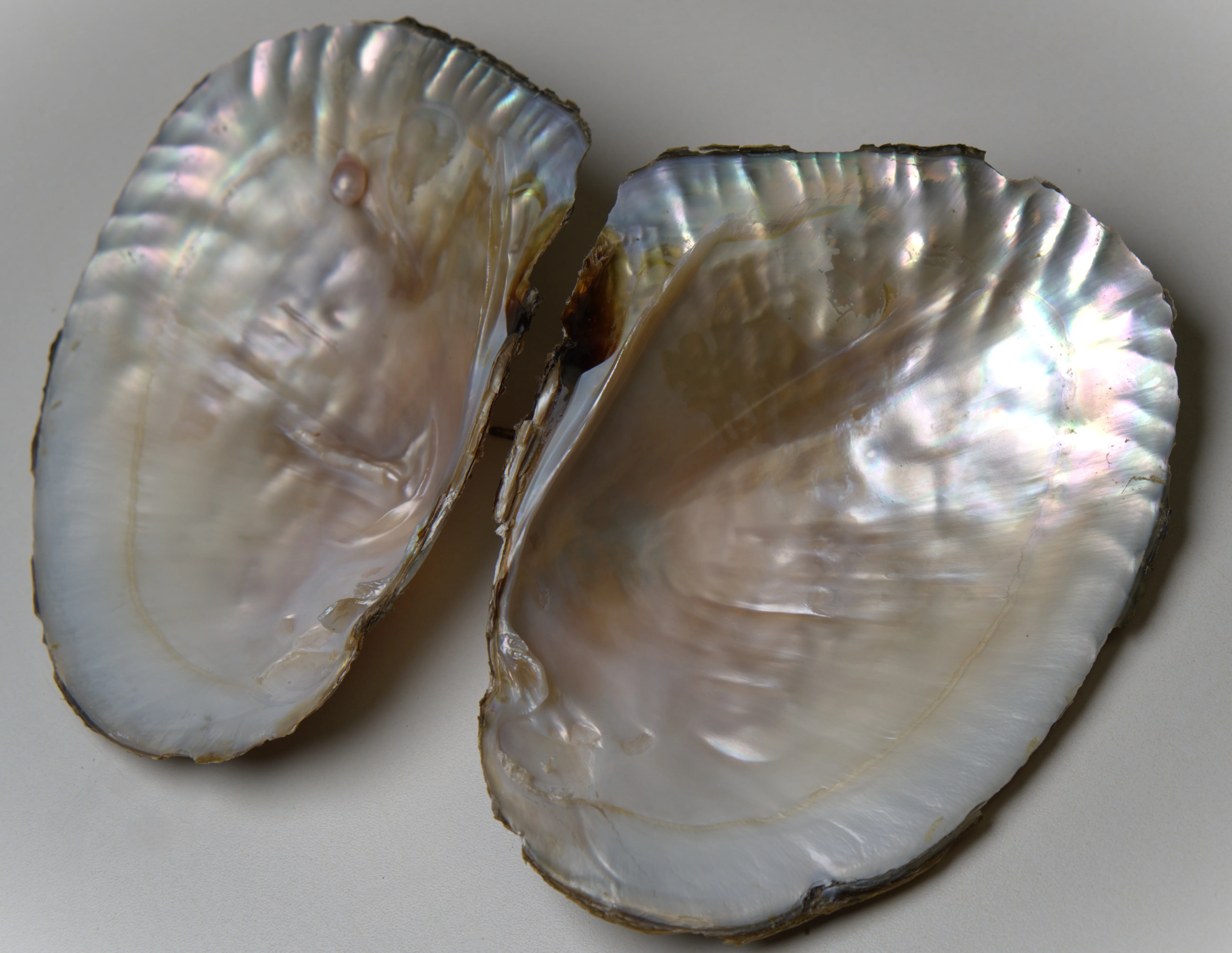 Monster Oyster Pearl Reveal