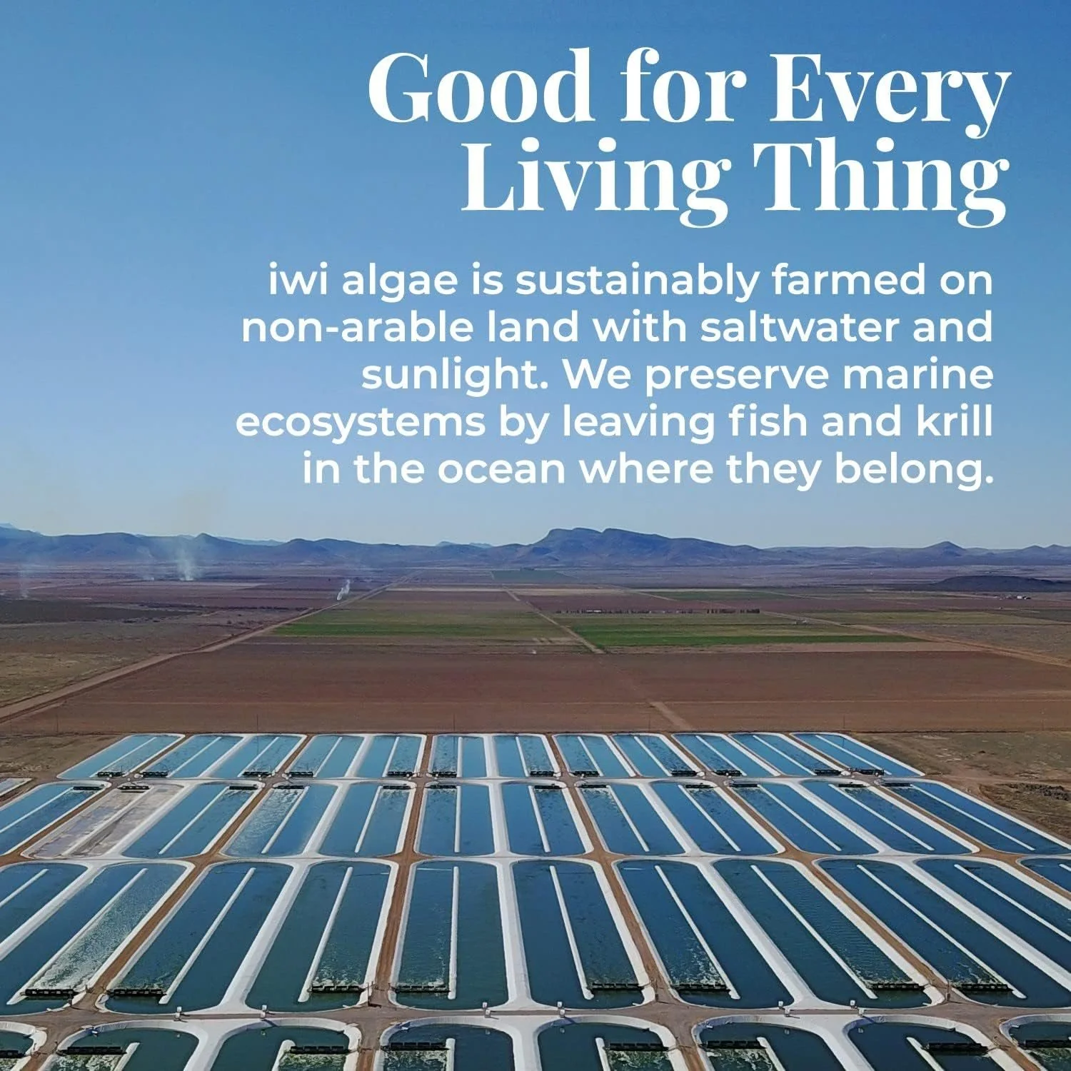 GPGP GreenPeople Omega 3-6-9 Vegan and Vegetarian Omega Formula - “5 in 1” Essential Fatty Acid Complex - Scientifically Formulated Plant-Based Omega 3 6 9 Essential Fatty Acids (EFA)