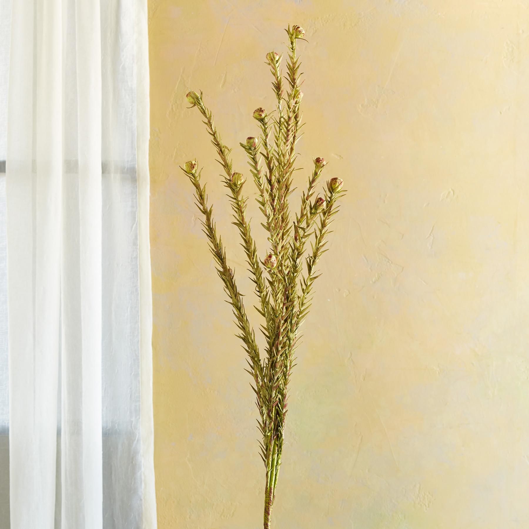 sundance-Bountiful Botanicals-Sundance Outlet