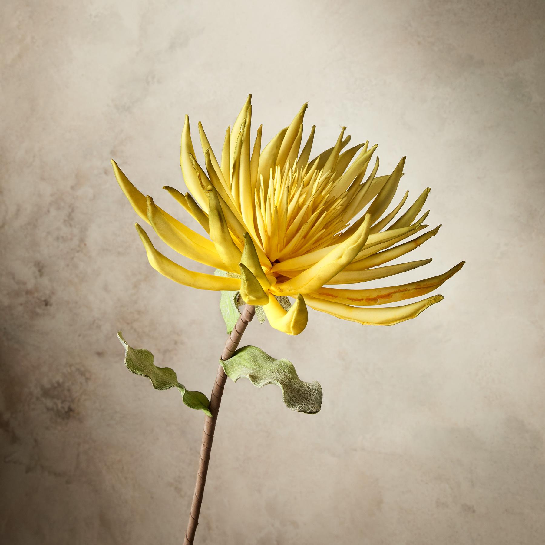 sundance-Bountiful Botanicals-Sundance Outlet