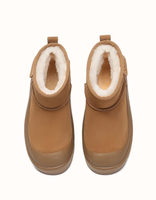 AUSTRALIAN SHEPHERD? Harrison