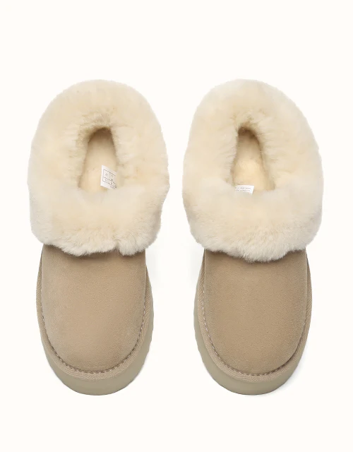 AUSTRALIAN SHEPHERD? Clarrie Platform