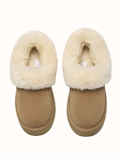 AUSTRALIAN SHEPHERD? Clarrie Platform