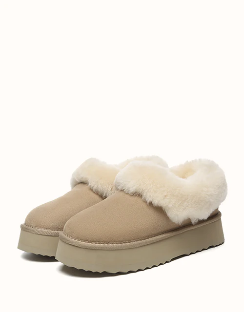 AUSTRALIAN SHEPHERD? Clarrie Platform