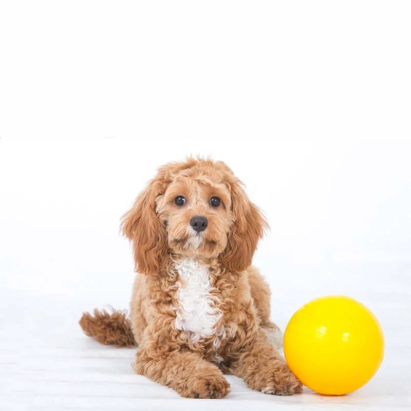 Aussie Dog Puppy Pack Medium – Tough, Safe Toys for Growing Dogs