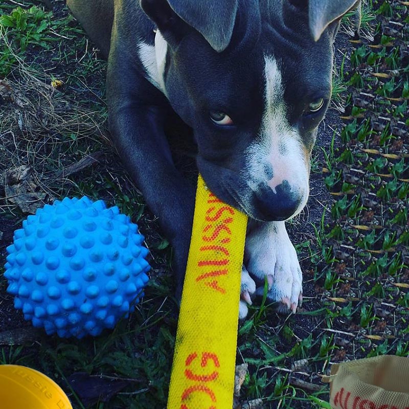 Aussie Dog Puppy Pack Mini – Durable Toys for Small Puppies