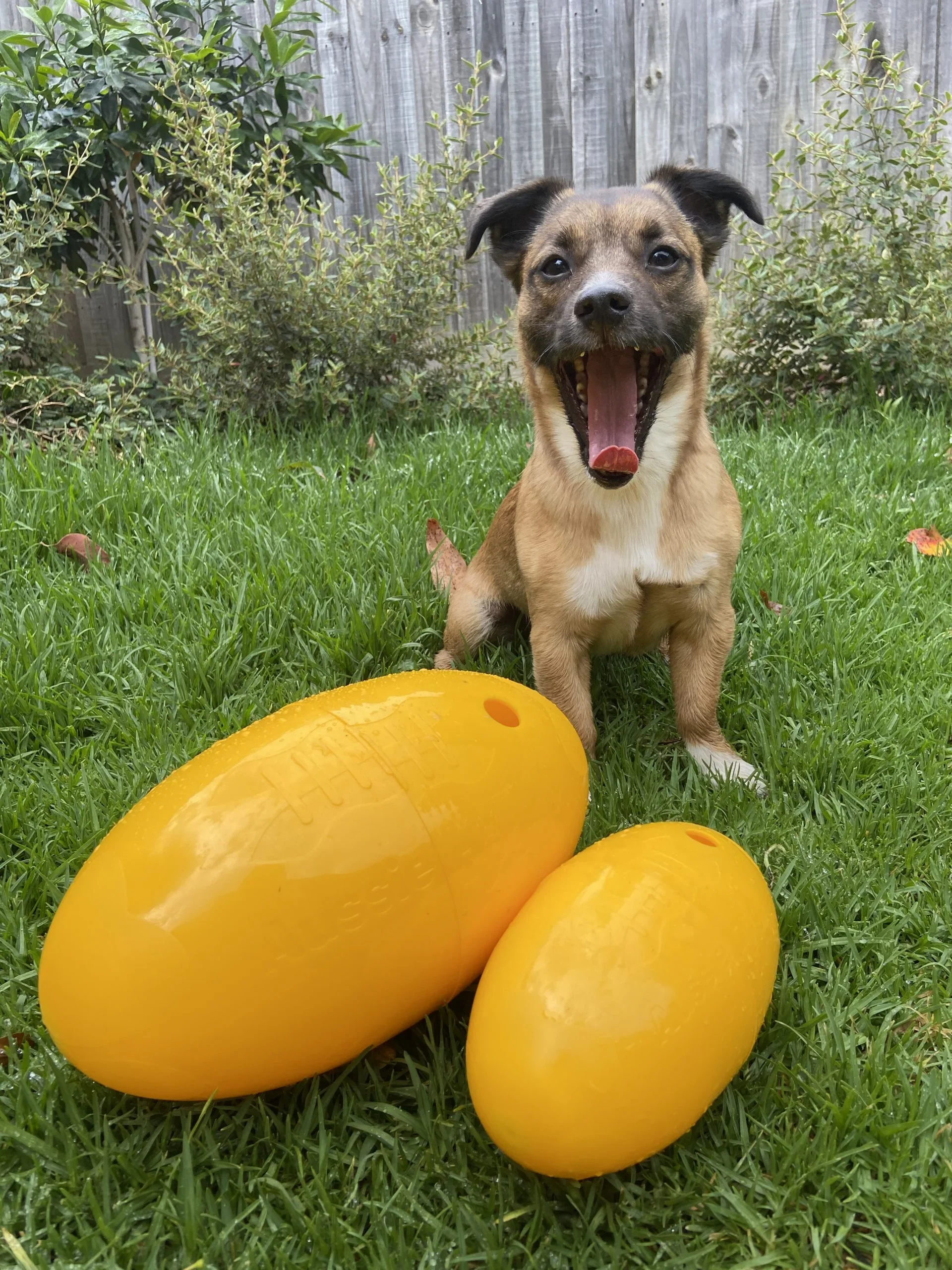 Aussie Dog Footy Feeder – Durable Interactive Dog Toy