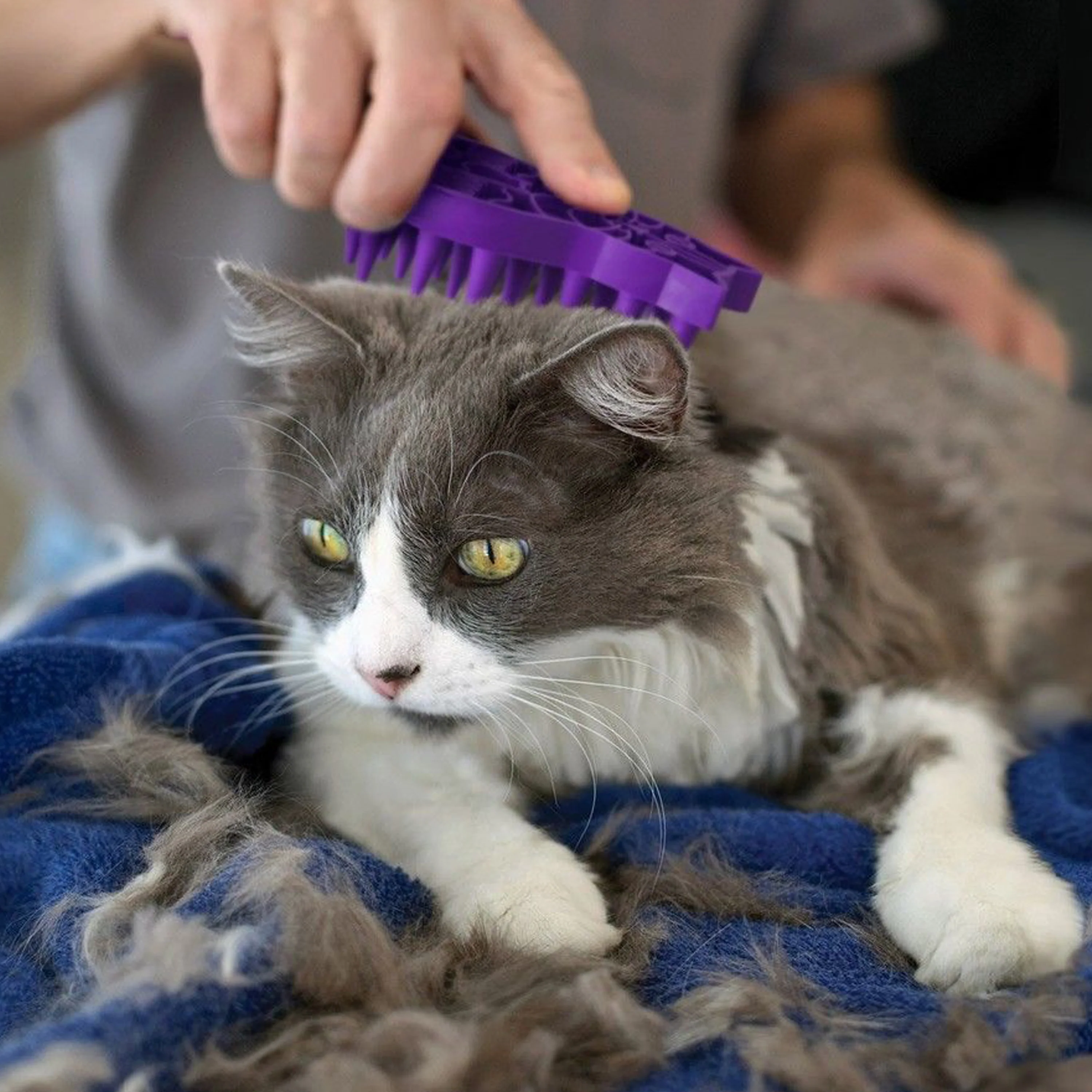 Zoom Groom - Cat Curry Brush