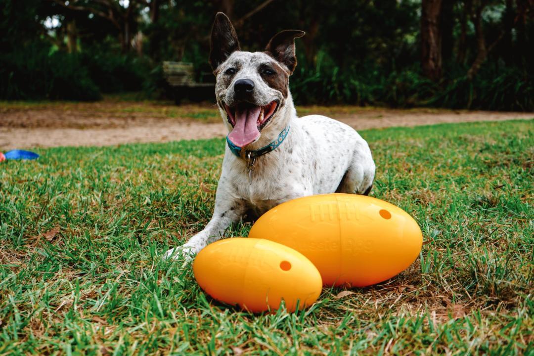 Aussie Dog Footy Feeder – Durable Interactive Dog Toy