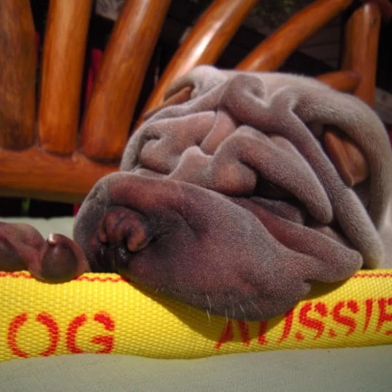 Aussie Dog Get‑It Small – Durable Floating Fetch Toy