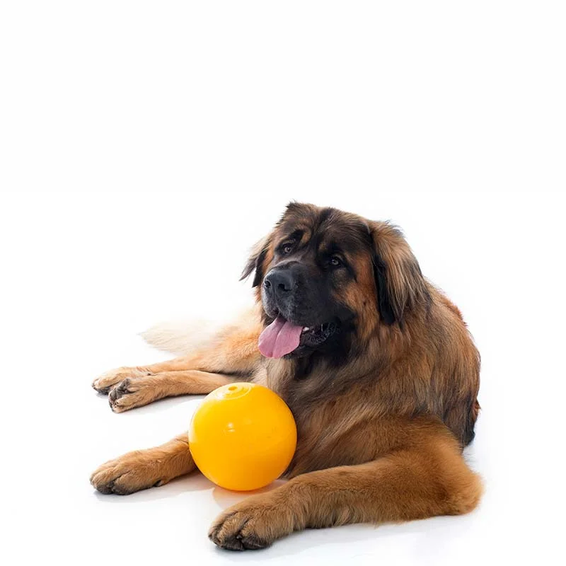 Aussie Dog Puppy Pack Large – Tough, Safe Toys for Growing Dogs