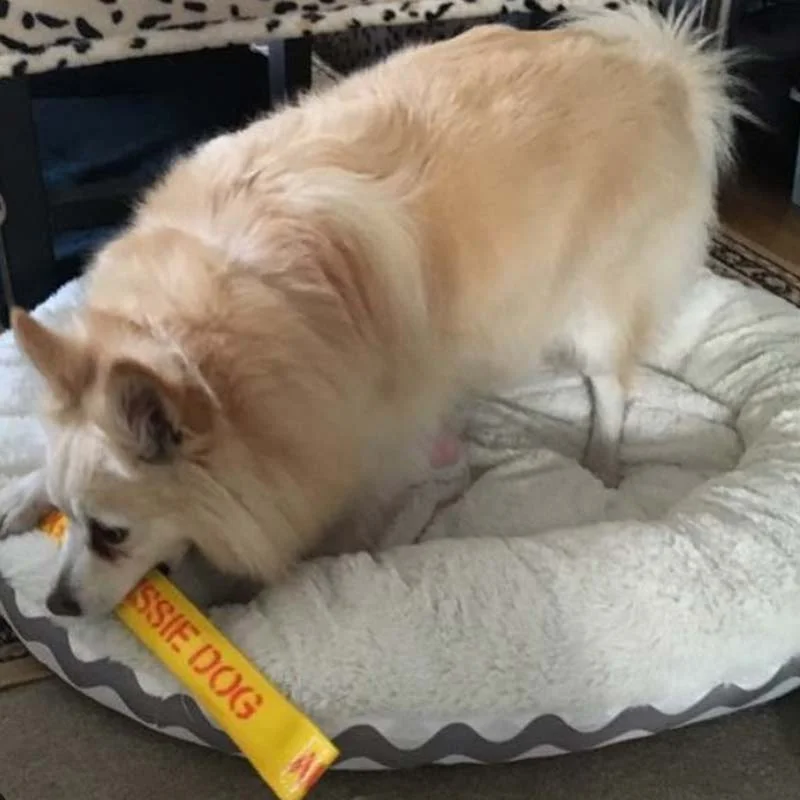 Aussie Dog Get‑It Small – Durable Floating Fetch Toy