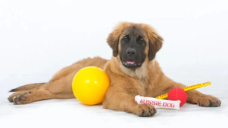 Aussie Dog Puppy Pack Large – Tough, Safe Toys for Growing Dogs