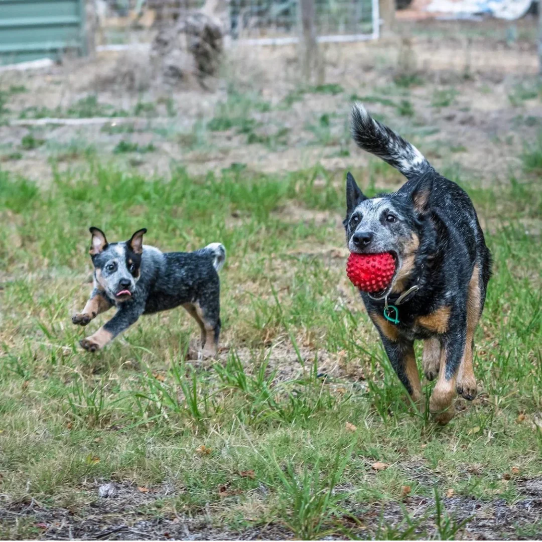 Aussie Dog Catch Ball – Durable Red Fetch Toy for Dogs