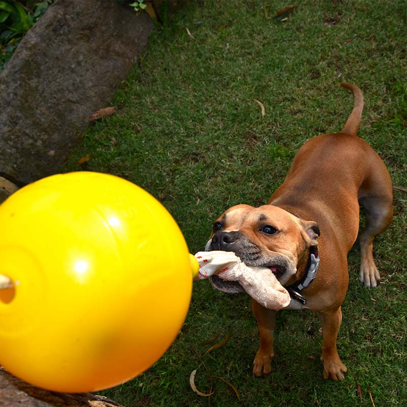 Aussie Dog Home Alone Large – Interactive Bungee Dog Toy