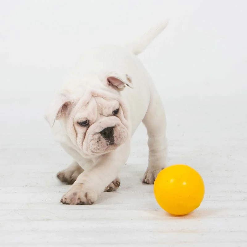 Aussie Dog Puppy Pack Mini – Durable Toys for Small Puppies