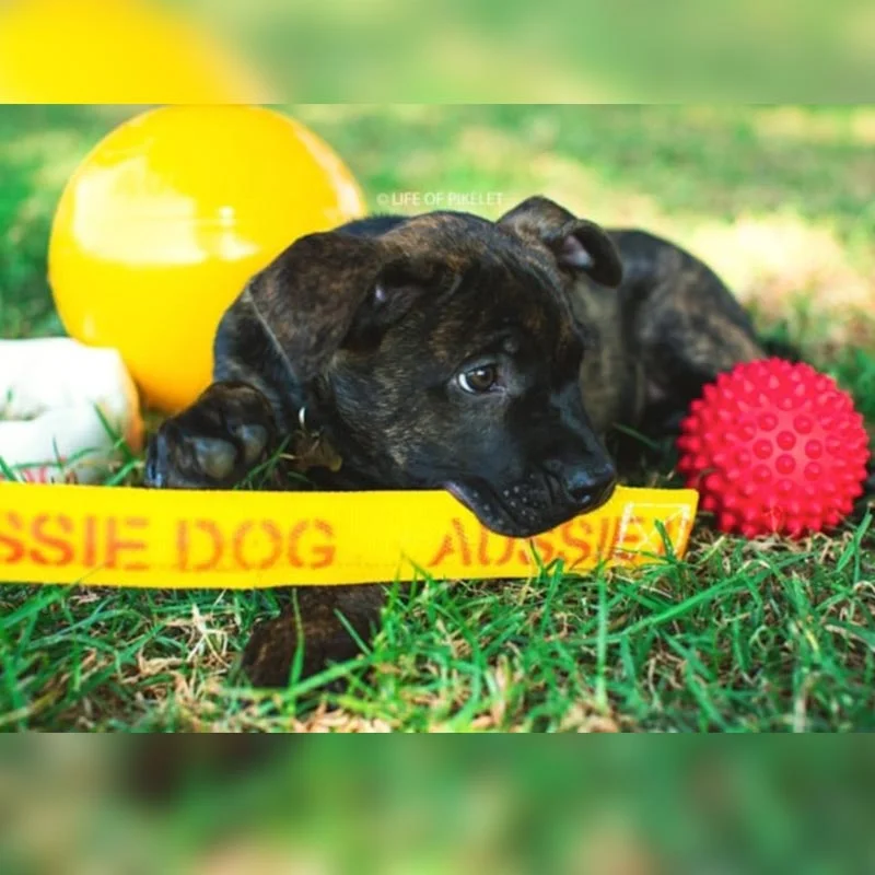 Aussie Dog Puppy Pack Medium – Tough, Safe Toys for Growing Dogs