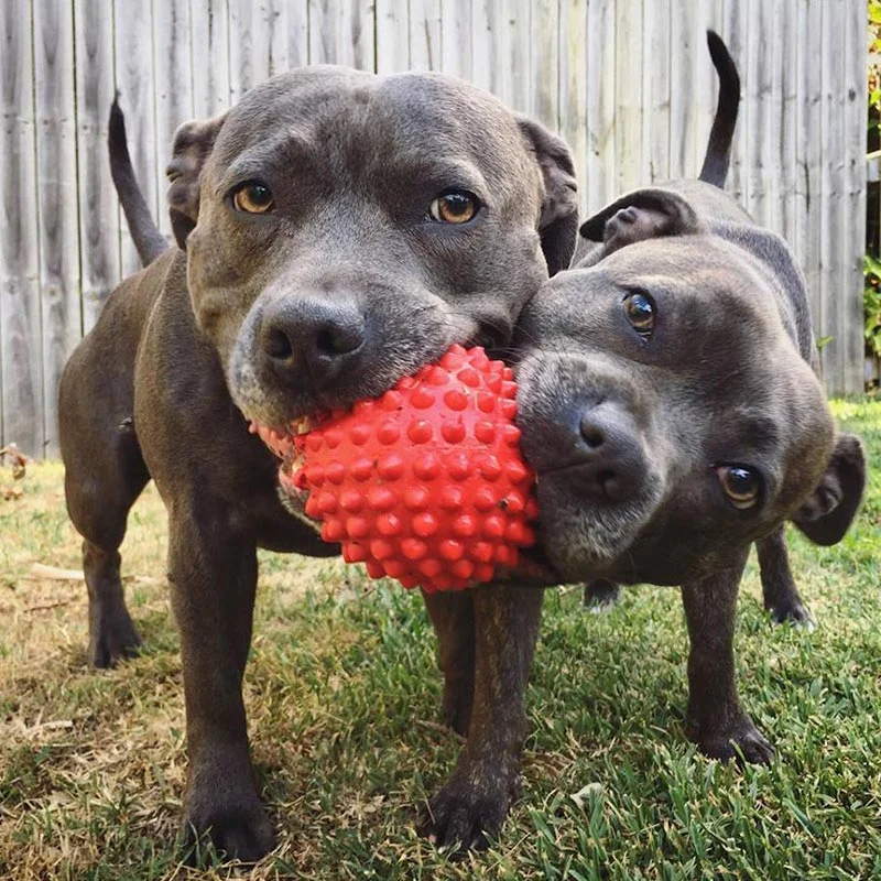 Aussie Dog Catch Ball – Durable Red Fetch Toy for Dogs