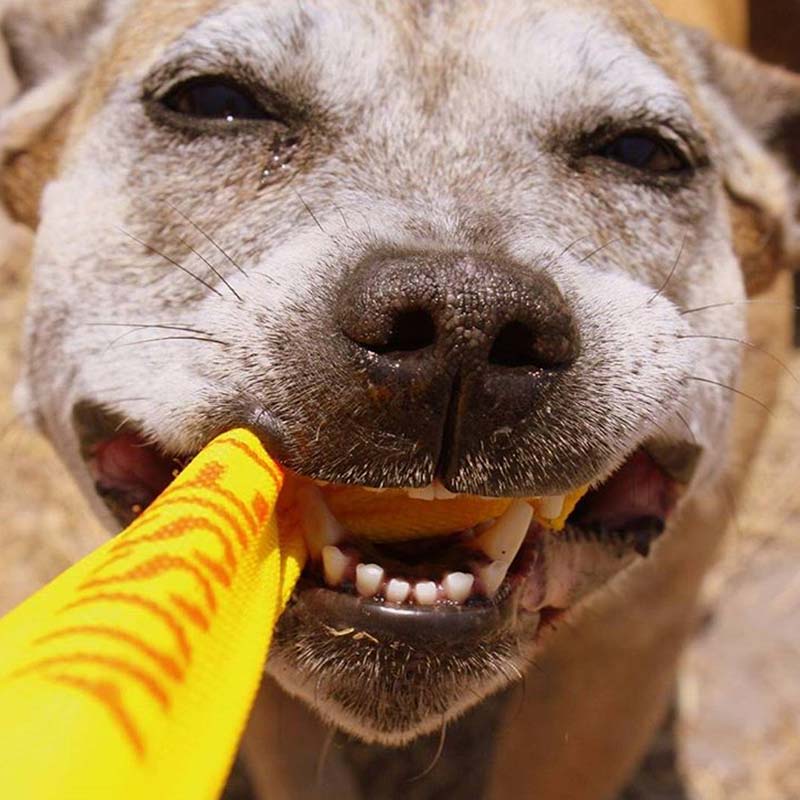 Aussie Dog Puppy Pack Medium – Tough, Safe Toys for Growing Dogs