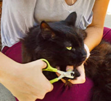 Cat Nail Trimmer - Deluxe