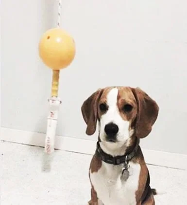 Aussie Dog Home Alone Small – Interactive Bungee Dog Toy