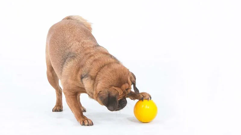 Aussie Dog Tucker Ball Mini – Treat Dispensing Dog Toy