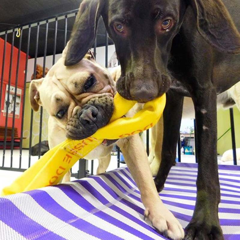 Aussie Dog Pull‑It Large – Durable Tug Toy for Dogs