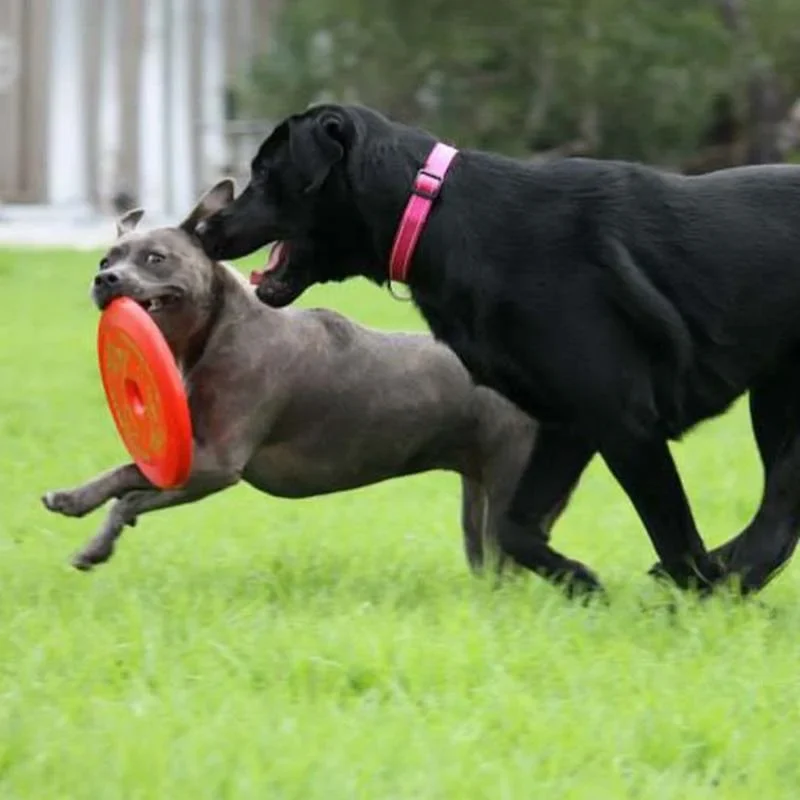Aussie Dog Fly‑It Red – Durable Dog Frisbee Toy