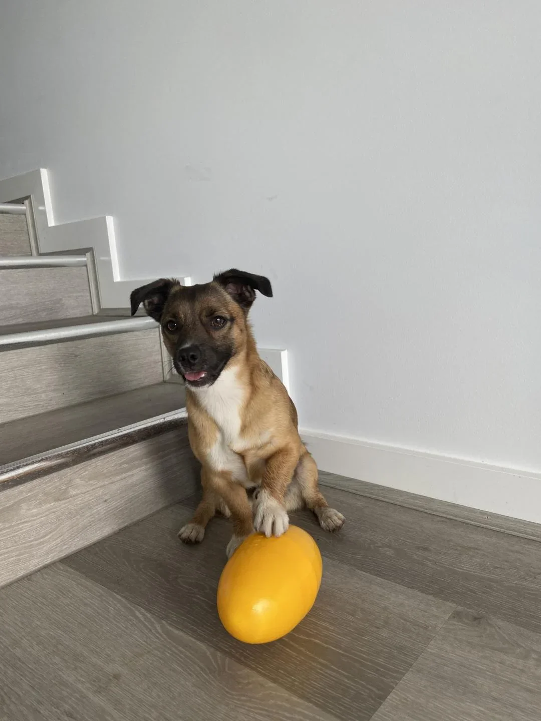 Aussie Dog Footy Feeder – Durable Interactive Dog Toy