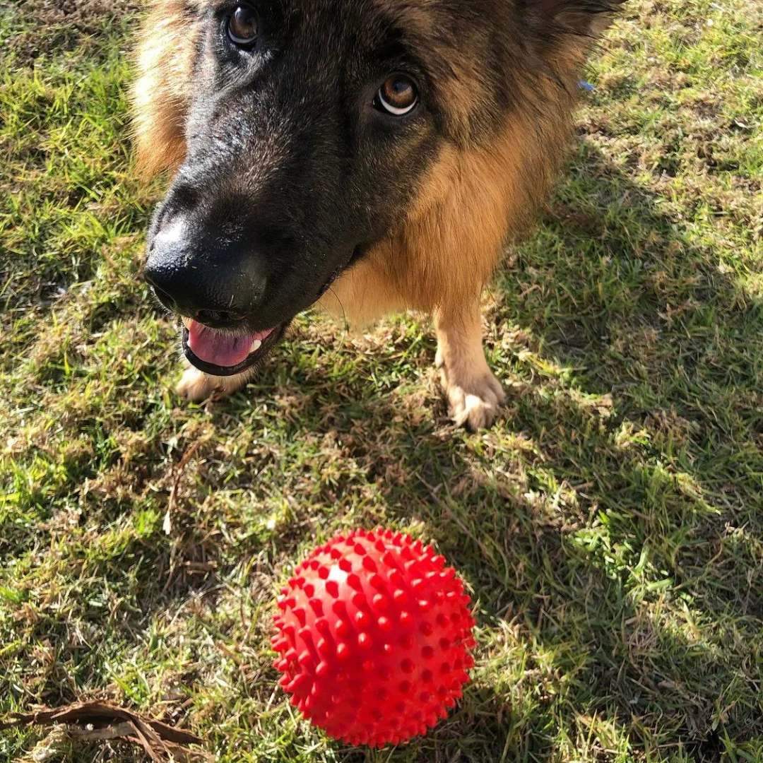 Aussie Dog Catch Ball – Durable Red Fetch Toy for Dogs